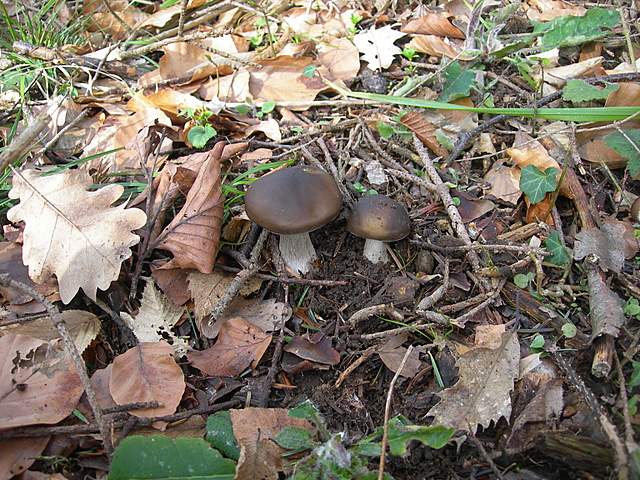 Il Risveglio dei Funghi